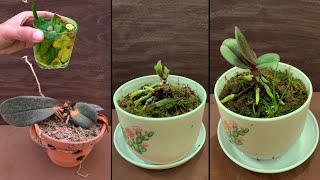 Overwatered Orchid Roots  Rotten Orchid Roots  How To Save An Orchid [upl. by Mahgem]