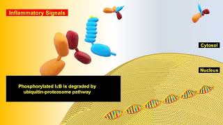 NFkB Signaling and Super Repressor IkB [upl. by Consalve]