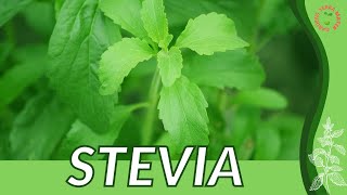 Everything About STEVIA in 1 Minute History Growing Nutrition Companion Planting [upl. by Nestor]