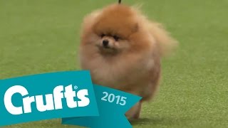 Maltese wins Toy Group Judging  Crufts 2015 [upl. by Bridie]