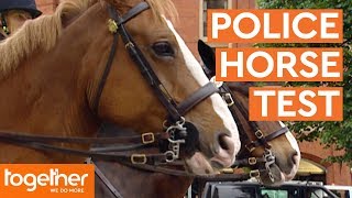 Training Police Horses for Manchesters Streets  Mounted Branch [upl. by Amein711]