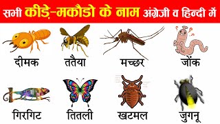 Insects Names in English and Hindi With pictures  कीड़े मकोडे के नाम अंग्रेजी एवं हिन्दी में [upl. by Dulcinea909]