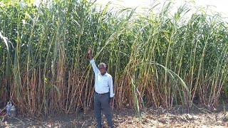 4G Bullet Super Napier grass stems  Green Fodder for Dairy Farming in Tamil Nadu  9790987145 [upl. by Ajin119]