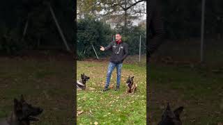 Legame vero addestramentocani addestratore dogtraining [upl. by Yanaton]