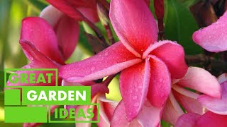 All about Frangipani  GARDEN  Great Home Ideas [upl. by Ennairol]