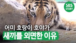 SUB 어미 호랑이 ‘호야’가 새끼들을 외면한 이유 TV동물농장 AnimalFarm SBSstory [upl. by Robb]