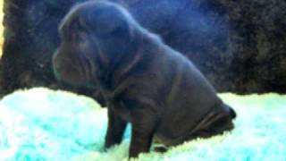 AKC Black Male Chinese Shar Pei [upl. by Delfine]