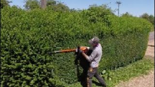 HEDGE trimming privet ligustrum [upl. by Agnese112]