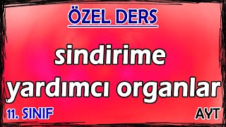 17 Sindirim Sistemi 2  Sindirime Yardımcı Organlar  Özel Ders 11 Sınıf [upl. by Elletse85]