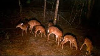 Attract Deer Absolutely Best Deer feeder at no cost Raccoon Free [upl. by Ewart]