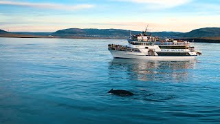 Whale Watching Boat Cruise from Reykjavik Iceland [upl. by Elakram]