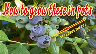 How to Grow Blueberries in Containers Soil and Planting [upl. by Nogras]