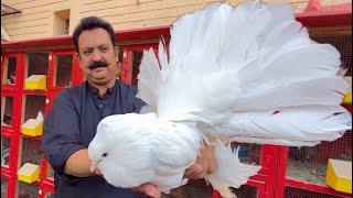 The World Biggest White Pigeon Fancy Kabootar Pigeon Colony in Your Home Hsn Entertainment [upl. by Adnir464]