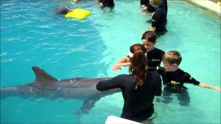 Children Swim with Dolphins Miami [upl. by Ergener]