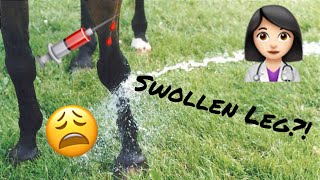 Treat a horses swollen leg  Vet Tips [upl. by Carmelina]