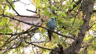 The bluest blue you ever saw  cute Verditer Flycatcher shows off his colours [upl. by Ramat]