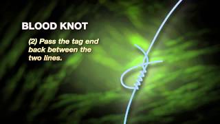 How to Tie a Blood Knot [upl. by Giusto224]