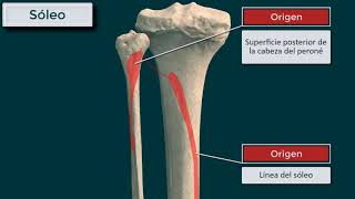 Gemelos soleo y plantar delgado forman el tríceps sural Origen inserción función e inervación [upl. by Acinot275]