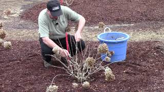 How To or Should You   Prune Hydrangeas in Early Spring [upl. by Reffineg]