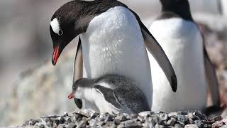 Gentoo Penguins Tiny Chicks [upl. by Lyontine]