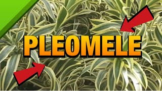 TUDO SOBRE A PLEOMELE  CULTIVO REGA E PROPAGAĂ‡ĂO Dracena Reflexa [upl. by Aymahs]