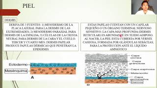 EMBRIOLOGÍA SISTEMA TEGUMENTARIO [upl. by Aneetsyrk]