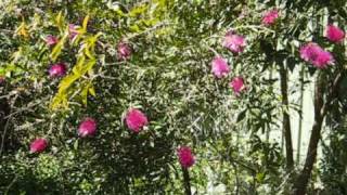 My Bottlebrush Tree [upl. by Ocana]