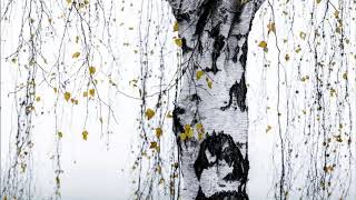 russian folk song quotBeriozkaquot The Birch Tree ampamp Tchaikovsky  Symphony No 4 in F minor Op 36 [upl. by Player]