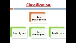 les thallophytes cours de biologie végétale [upl. by Ronnie]