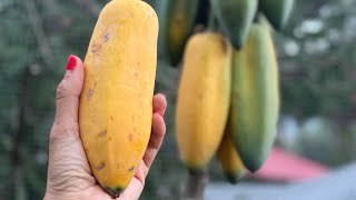 How to grow Babaco Papaya  Vasconcellea × heilbornii  amp how to eat it [upl. by Lednyc645]