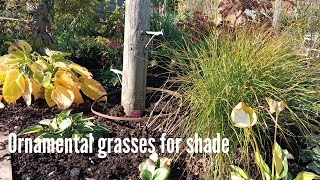 ornamental grasses for shade [upl. by Tneciv33]