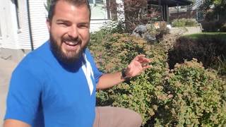 Spirea Bush Trimming Tricks [upl. by Yalhsa]