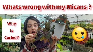 Why are my Philodendron micans curling   How to take care of Philodendron micans [upl. by Idner]