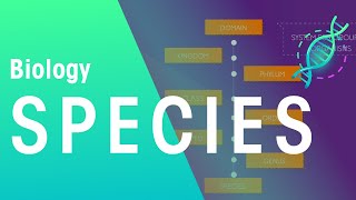 What Is A Species  Evolution  Biology  FuseSchool [upl. by Benji]