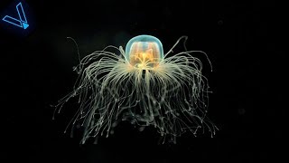 The Strange But Incredible Immortal Jellyfish [upl. by Milson]