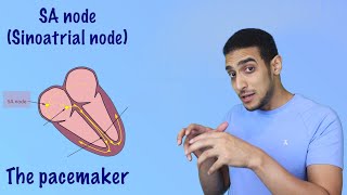 Electrical Conduction System of the Heart  SA Node AV Node Bundle of His شرح بالعربي [upl. by Keelby]