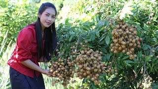 Harvest Longan fruit in my homeland and make Longan dessert  Healthy fruit [upl. by Erihppas]