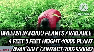 BAMBOOSA BALCOOA PLANT AVAILABLE CONTACT 7002950047 [upl. by Darton634]