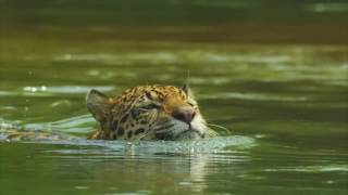 NatGeo Wild Colombia Chiribiquete documental [upl. by Llatsyrk]