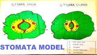 stomata model stomatal opening and closing  science project  howtofunda  diy [upl. by Namyac]