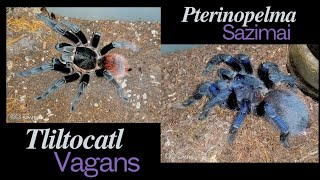 Fang Friday  fresh molt tarantulas [upl. by Deppy]