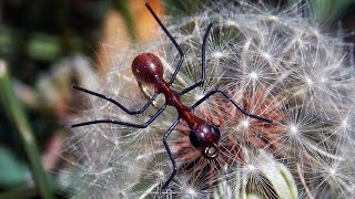 Very simple and quick Ant pattern fly tying instructions by Ruben Martin [upl. by Yeslaehc]