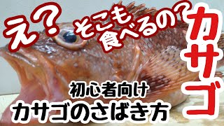 【カサゴ】初心者向け カサゴさばき方からお刺し身まで  How to filet Japanese Stingfish [upl. by Earley]