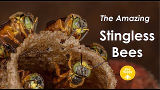 Amazing Stingless Bees [upl. by Irollam]