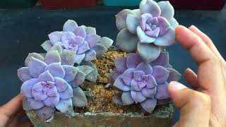 SUPER EASY TO CARE SUCCULENT GRAPTOPETALUM SUPERBUM  SUCCULENT CARE TIPS [upl. by Luciana55]