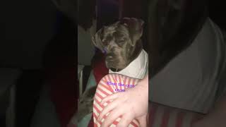 BAD ATTITUDE Cane corso Talking puppy pets viralvideo corsopups corsopups corsolove [upl. by Billen]