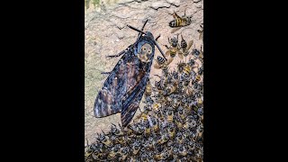 Deathshead Hawkmoth with bees [upl. by Kreg958]