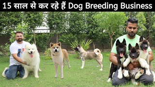 INDIA’s Best Japanese and American Akita Breeder  Samoyed  Manavs Akita Ranch [upl. by Ecirtal]