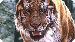 Tiger Cub Meets Her Father for the First Time  4K UHD  Dynasties  BBC Earth [upl. by Veejar]