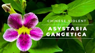 EASY TIPS TO PROPOGATE ASYSTASIA GANGETICA CHINESE VIOLETGARDENING AND CRAFTY [upl. by Kiley411]